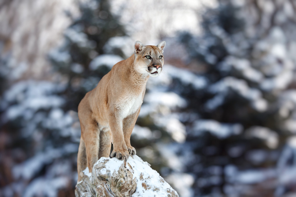 Wild West Challenge -The King of the Mountain: Bryce Canyon Mountain