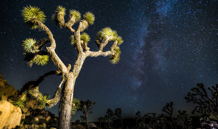 joshua tree